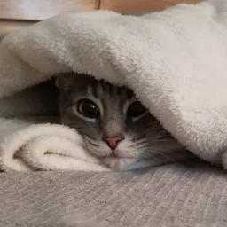 Frankie the cat